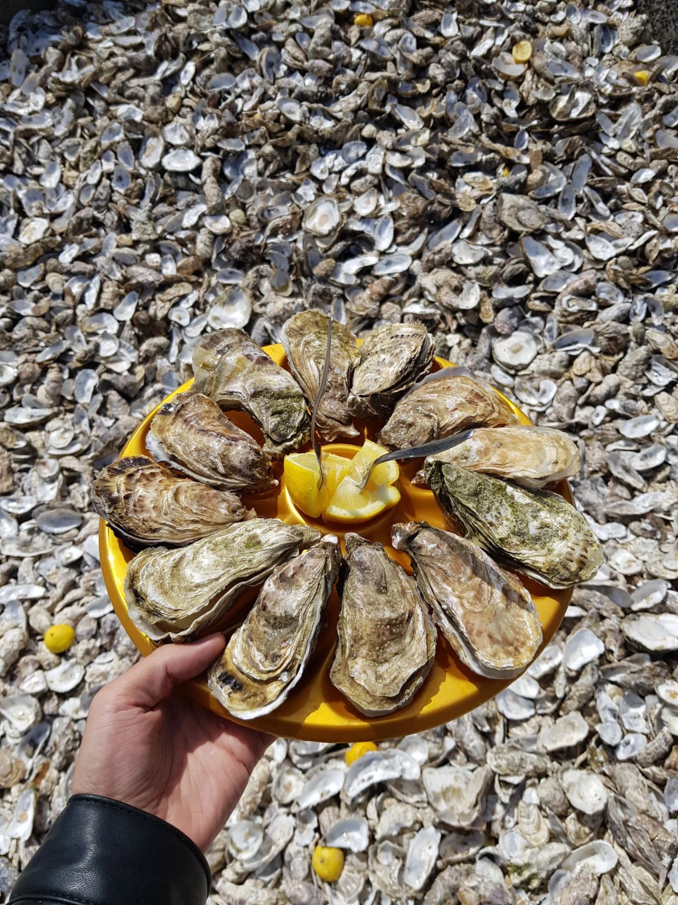 Un plateau d'huîtres avec du citron